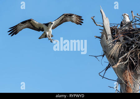 Osprey - male and female building their nest.  The female is bringing another branch Stock Photo