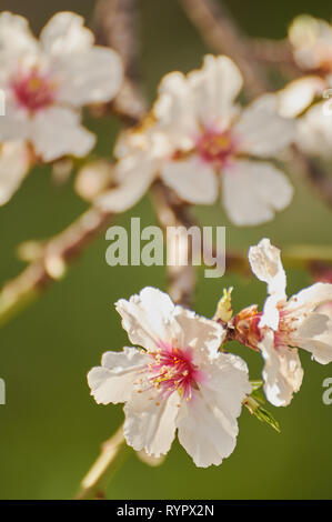 almond tree prunus dulcis in the morning in alicante spain Stock Photo