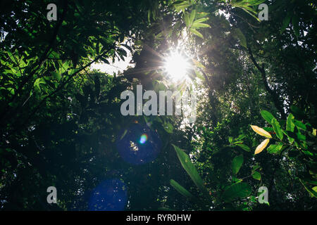 Bright and sunny light ray with flare coming through bunch of trees - green and clean energy and brighter day concept. Stock Photo
