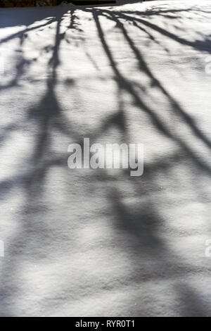 Tree shadows on a snow covered expanse of ground Stock Photo