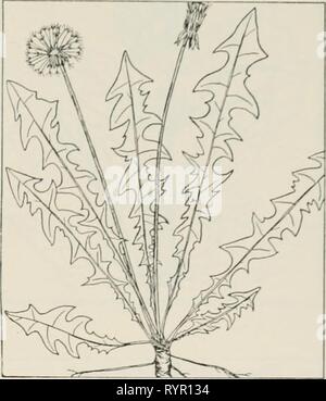 The drug plants of Illinois The drug plants of Illinois . drugplantsofilli44teho Year: 1951  Tehon THE DRUG PLANTS OF ILLINOIS 111 TARAXACUM OFFICINALE We- ber. Dandelion, fortune teller, horse gowan, cankerwort, blowball. Compost- tae.—^A low, stemless, milky-juicy herb up to 1 foot high, perennial; taproot fleshy, often a foot or more long; leaves numerous in a spreading cluster, oblong, pinnately lobed, sinuate-toothed, pubescent when young, up to 1 foot long; flower heads yel- low, 1 to 2 inches broad, solitary at the ends of hollow flower stalks; fruit a small achene with a long, slender  Stock Photo