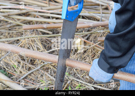 Sawing with a hand saw of a wood branch. man saws sawing a tree branch. Wood sawing with a hand saw. Stock Photo