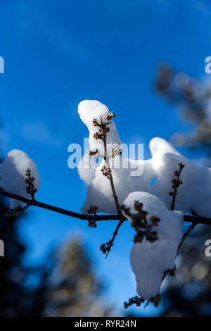 Bright snow covered branches in front of a blue sky with wispy clouds Stock Photo