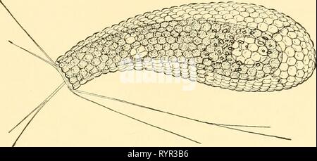 Ecological animal geography; an authorized, rewritten edition based on  Tiergeographie auf ockologischer grundlage. Zoogeography -- Geographical  distribution; Animal ecology. Fig. 50.—Reef fishes with teeth fused into a  beak: a, Diodon hystrix