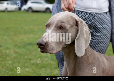 Cute gray weimaraner vorstehhund is standing on a green meadow with his owner. Pet animals. Purebred dog. Stock Photo