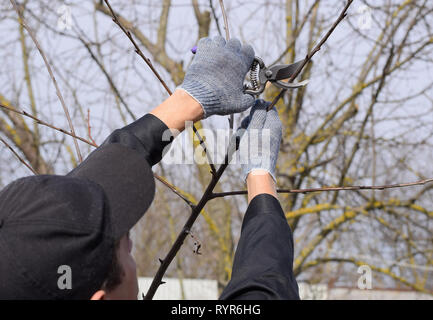 Trimming the tree with a cutter. Spring pruning of fruit trees. Stock Photo