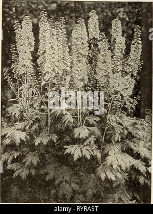 Dreer's midsummer list 1934 (1934) Dreer's midsummer list 1934 . dreersmidsummerl1934henr Year: 1934  6 DREER'S PERENNIAL FLOWER SEEDS FOR SUMMER AND AUTUMN SOWING Dreer's Superb Delphiniums These hardy Larkspurs bring to our gardens one of the most gorgeous of all flowers. Summer and early fall is the ideal time to start the seed particularly that of the hybrid strains but the seed must be fresh. We offer new seed of this year's harvest which is bound to give entire satisfaction if the usual care is taken in sowing. ®    2240 2219 Dreer's De Luxe Hybrid Delphinium Miscellaneous Delphiniums Go Stock Photo