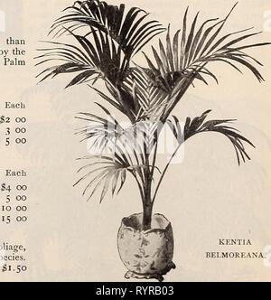 Dreer's mid-summer catalogue (1902) Dreer's mid-summer catalogue . dreersmidsummerc1902henr Year: 1902  Areca Lutescens. One of the most graceful and beautiful Palms in cultivation ; the foliage is of a bright glossy-green, with rich golden-yellow stems. 3-inch pots 4 to S leaves 12 to 15 inches high NO collection of plants is complete without Palms. Their bold, majestic yet gracetul foliage lends a grandeur and magnificence that cannot be obtained by any other class of plants, and no decoration, whether in the conservatory, hall or sitting-room, is complete without them. Nearly all the variet Stock Photo