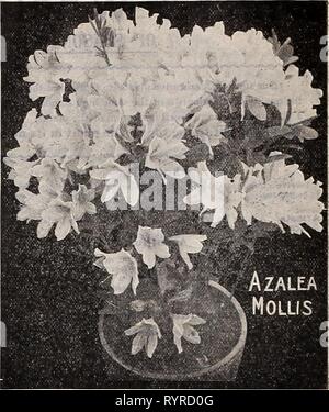 Dreer's wholesale price list  Dreer's wholesale price list : bulbs for florists plants for florists flower seeds for florists vegetable and grass seeds, fertilizers, insecticides tools, sundries, etc . dreerswholesalep1910henr Year: 1910  ARAUCARIA EXCELSA Aspidistra. Each Lurida. Green-leaved. 5-in. pots, 6 to 8 leaves $0 50 ' ' 6- ' 8 to 10 ' 75 ' Variegata. Variegated leaved, 6-in. pots, 8 to 10leaves, 1 00 Araucaria Excelsa (Norfolk Island Pine). Our stock of Araucarias is very complete in all sizes. The plants are all of good value, and will be found a profitable investment- Each 4-inch p