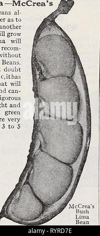 Dreer's novelties and specialties 1939 Dreer's novelties and specialties 1939 : 101 years of Dreer quality seeds plants bulbs . dreersnoveltiess1939henr Year: 1939  Dreer's Selected List of Newer and Better Vegetables In each class of vegetables we find some that are superior to others in one or another characteristic. It may be extra earliness, particularly attractive appearance, superior flavor, or an ideal combination of many desirable factors. Such vegetables logically become leaders and among such leaders the finest strains are most eagerly sought by the growers. On this and the following Stock Photo