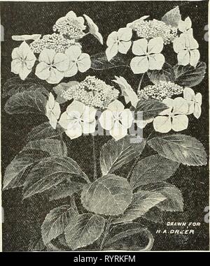 Dreer's wholesale price list for Dreer's wholesale price list for 1902: flower seeds, bulbs, aquatics plants vegetable seeds, tools, implements, fertilizers, etc., etc . dreerswholesalep1902henr 1 Year: 1902  32&gt; HENRY A. DREER, 714 Chestnut Street, Philadelphia, Pa. Neiv Variegated Geraniniu Silver- leaved Nutt. Apparently a cross between Mad. Salleroi and the double crimson bedding variety S. A. Nutt, possessing the same habit of growth as that pretty silver-leaved variety Mad. Salleroi, and the brilliant crimson double flowers of S. A. Nutt; a real acquisition that is certain to become a