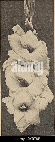 Dreer's wholesale catalog for florists Dreer's wholesale catalog for florists and market gardeners : 1942 winter spring summer . dreerswholesalec1942henr Year: 1942 Stock Photo