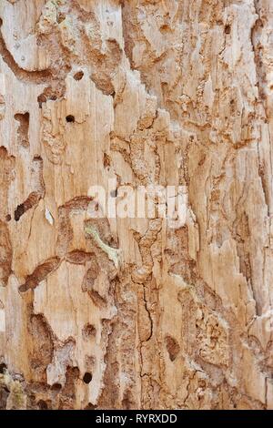 Signs of feeding of European spruce bark beetles (Ips typographus) in wood, Bavaria, Germany Stock Photo