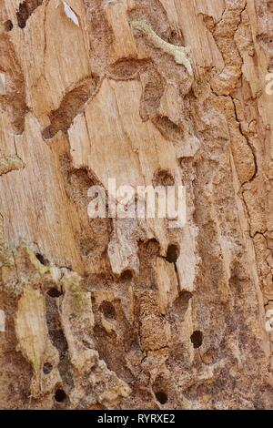 Signs of feeding of European spruce bark beetles (Ips typographus) in wood, Bavaria, Germany Stock Photo