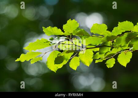 Common beech (Fagus sylvatica), branch with leaves, Germany Stock Photo