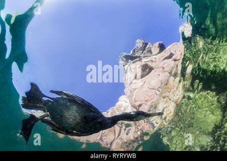 Diving Great cormorant (Phalacrocorax carbo), Isla Los Islotes, La Paz, Mexico Stock Photo