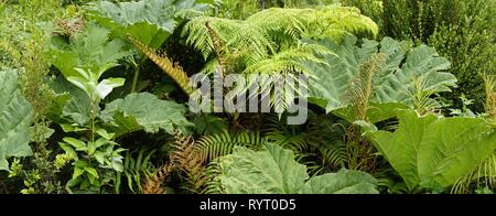 Fern (Tracheophyta) and Giant rhubarb (Gunnera manicata), temperate rainforest, Parque Pumalin, Province of Palena Stock Photo