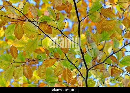 Common beech (Fagus sylvatica) branch with autumn leaves, Sauerland-Rothaar Mountains Nature Park, Germany Stock Photo