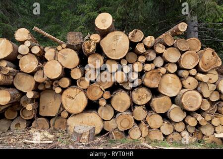 Stacked tree trunks in the forest, Kleinwalsertal, Austria Stock Photo