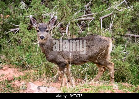 Mule deer (Odocoileus hemionus) in the undergrowth, camera view, Bright Angel Trail, South Rim, Grand Canyon National Park Stock Photo