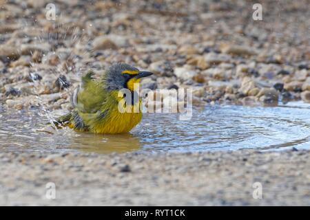 Bokmakierie (Telophorus zeylonus), bathing in a puddle, Addo Elephant National Park, Eastern Cape, South Africa Stock Photo