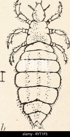 Elementary entomology ([c1912]) Elementary entomology . elementaryentomo00sand Year: [c1912]  a    FIG. 165. Sucking lice affecting man. (Greatly enlarged) , crab-louse (Pthirius inguinalis Leach) ; l&gt;, head-louse characters ^Pcdiculus capitis De G.). (a, after Denny ; b, after Packard ; from Osbom, United States Department of Agriculture) eating a degenerate group. The head-louse infests the hair of man, and the body- louse, or grayback, as soldiers term it, lives in and lays its eggs in the seams of clothing. The general appearance, greatly enlarged, Stock Photo