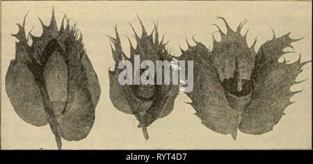 Elementary principles of agriculture  Elementary principles of agriculture : a text book for the common schools . elementaryprinci02ferg Year: 1913  144 Elementary Principles of Agriculture be removed before the pollen is mature. (Fig. 85.) In the flowers of wheat, oats, peas, and some grapes, polli- nation takes place before the flowers open; hence, in such plants it is necessary to remove the anthers very early.    Fig. 85. Buds or 'squares' of cotton. 1. Flower-bud nearly ready to open; 2, parts removed to expose the stamens; 3, stamens removed to prevent self-pollination. After Hartley, Un Stock Photo