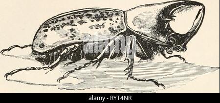 Elementary entomology ([c1912]) Elementary entomology . elementaryentomo00sand Year: [c1912]  ELEMENTARY ENT( )M( )LOGY flowers and leaves of roses and grapes. It is a pale yellowish beetle, three eighths of an inch long, somewhat hairy, with long, pale red legs. All of the leaf-chafers have long, spiny legs, whose use they do not seem to have mastered, for they are ridiculously    FIG. 217. The rhinoceros beetle (Dinastes tityrus}. (Natural size) (After Kellogg) awkward in walking. The largest beetle of this country is the rhi- noceros beetle (Dynastcs tityrns}, which is two and one half inch Stock Photo