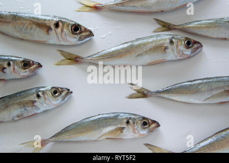 The Mediterranean horse mackerel on white background (Trachurus mediterraneus), also known as the Black Sea horse mackerel, horse mackerel,  Mediterra Stock Photo