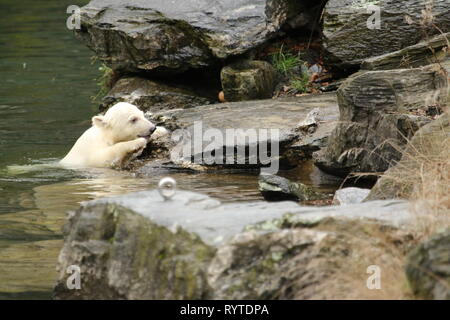 Berlin, Germany, March,15,2019. The female polar bear cub. Baby polar bear in Berlin zoo must first breath.On 1 December 2018, at 2:33 pm, polar bear Tonja (9) gave birth in Tierpark Berlin to the female guinea pig-sized female pup. Credit: SAO Struck/Alamy Live News Stock Photo