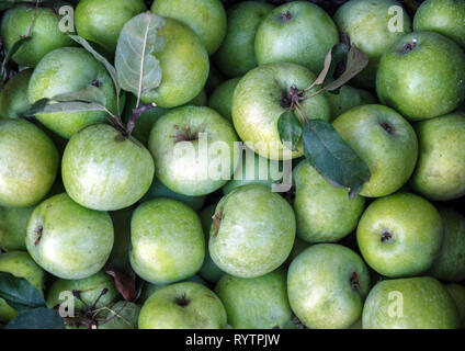 Background from green apples simerenka or green-red ripe and juicy. Concept, autumn harvesting of apples Stock Photo