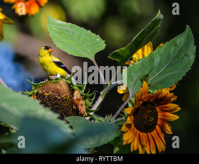 Male American gold finch perched on a sunflower feeding on the seeds. Stock Photo