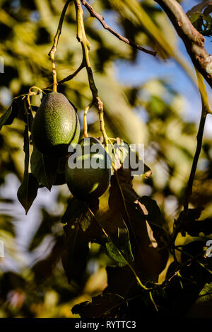 Avocados cuke seedless, Persea americana, on the tree, before they are ripe and ready for harvesting. Stock Photo