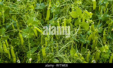 Peapods on the pea flowers in the field. Pea pods are botanically fruit since they contain seeds and developed from the ovary of a flower. Stock Photo