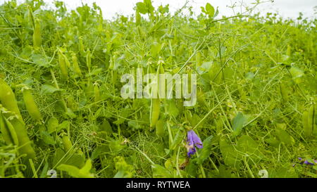 The green pea plants with pea pods. The pea is most commonly the small spherical seed or the seed-pod of the pod fruit Pisum sativum. Stock Photo