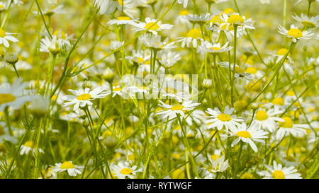 Pretty white flowers on the daisy field. It is an herbaceous perennial plant with short creeping rhizomes and rosettes of small rounded or spoon-shape Stock Photo