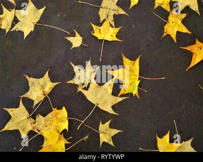Fallen yellow maple leaves lying on the ground in autumn Stock Photo