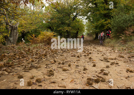 Greek mountainuous sweet chestnut cupules and their husks laying on the ground of a chestnut tree forest path. Leivadi village, Thessaly, Greece Stock Photo