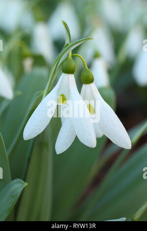 Galanthus elwesii. Fragrant blooms of snowdrop Elwesii - February, UK garden. Also called Elwes's snowdrop. AGM Stock Photo