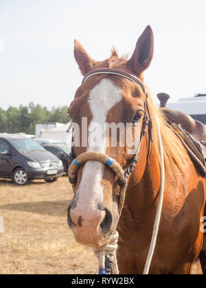 Brown Horse head with reins .Close up view of beautiful horse face. Standing outdoor in farm and looking to camera. Stock Photo