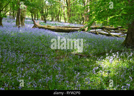 Carpets of bluebells in the woods of the Old Plantation on Cothelstone Hill part of the Quantock Hills (AONB) in Somerset, England.