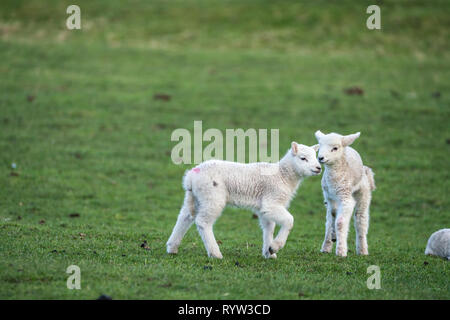 Two young lambs standing in a field in early spring Stock Photo