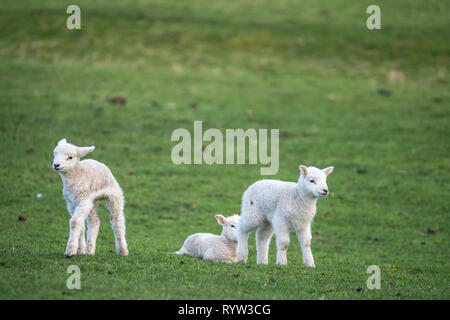 Three young lambs standing in a field in early spring Stock Photo