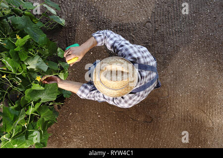 man farmer working in vegetable garden, pesticide sprays on plants, top view and copy space template Stock Photo