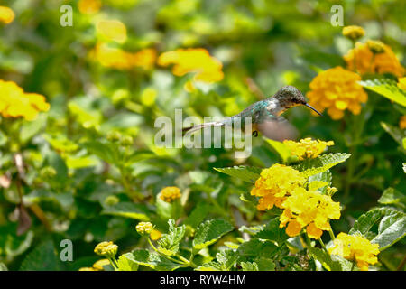 Peruvian sheartail (Thaumastura cora), juvenile male in freedom flying and sipping nectar from the flowers of a bush. Stock Photo