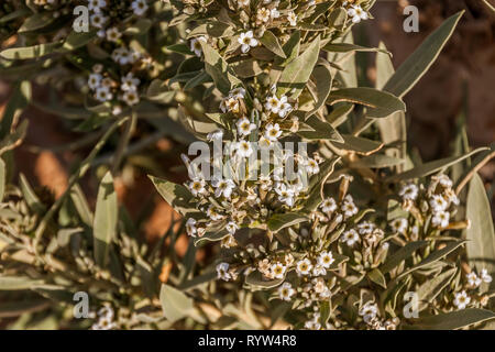Blooming common knotgrass (birdweed, pigweed, lowgrass, Polygonum sp.) in the desert of Saudi Arabia Stock Photo