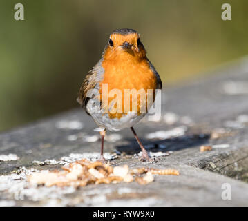 European Robin Stock Photo