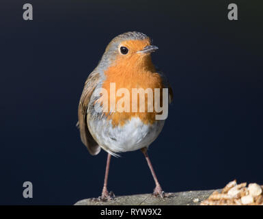 European Robin Stock Photo