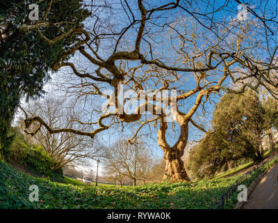 Wide view of a unique tree inside Green park of London in Great Britain Stock Photo
