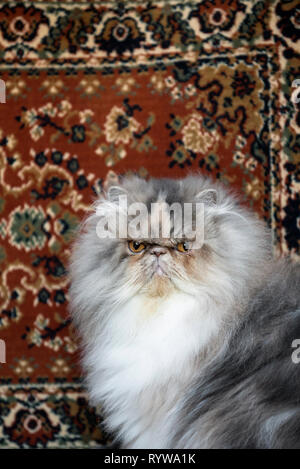 Portrait of an Exotic cat Stock Photo